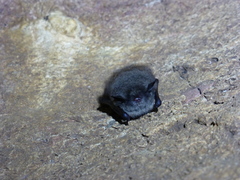 Myotis dasycneme
