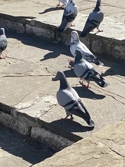 Columba livia domestica