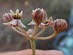 Asclepias multicaulis