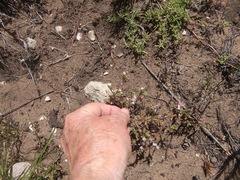 Zaluzianskya gracilis