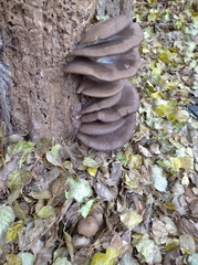 Pleurotus ostreatus