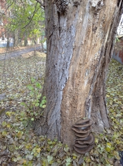 Pleurotus ostreatus