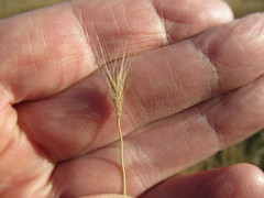 Hordeum roshevitzii