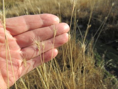 Hordeum roshevitzii