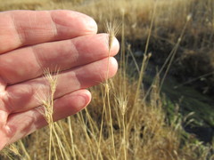 Hordeum roshevitzii