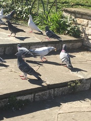 Columba livia domestica