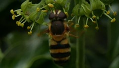 Epistrophe grossulariae