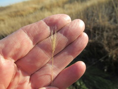 Hordeum roshevitzii