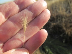 Hordeum roshevitzii