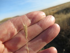 Hordeum roshevitzii