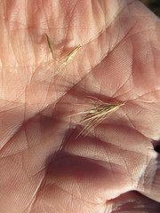Hordeum roshevitzii