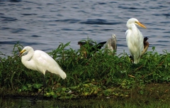 Egretta garzetta