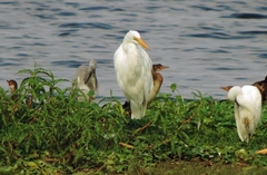 Egretta garzetta