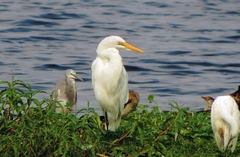 Egretta garzetta