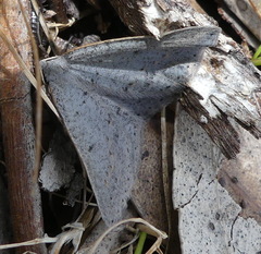 Taxeotis reserata