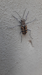 Chaetodera regalis