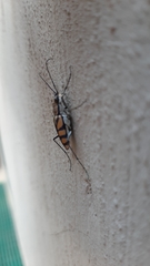Chaetodera regalis