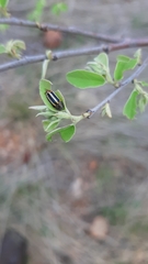 Acmaeodera grata grata