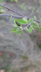 Acmaeodera grata grata