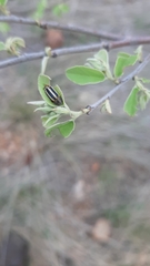 Acmaeodera grata grata