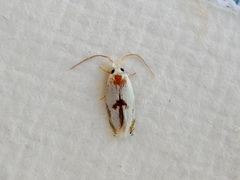 Opostegoides gephyraea