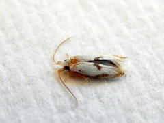 Opostegoides gephyraea