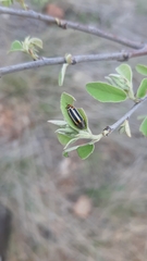 Acmaeodera grata grata