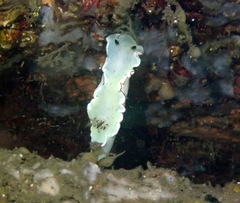 Glossodoris angasi