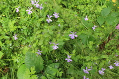 Viola cornuta