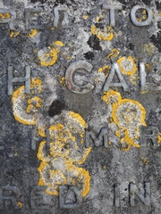 Variospora flavescens