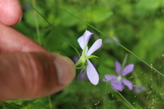 Viola cornuta