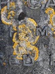 Variospora flavescens