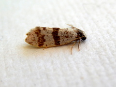 Lepidoscia stenomochla