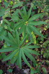 Helleborus multifidus istriacus
