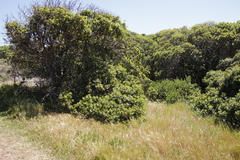 Sideroxylon inerme inerme