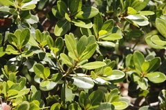 Sideroxylon inerme inerme