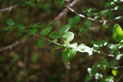 Phillyrea latifolia media