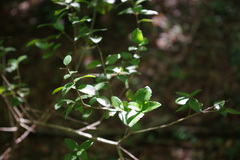 Phillyrea latifolia media