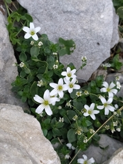 Arenaria bertolonii