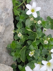 Arenaria bertolonii