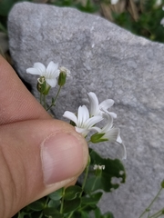 Arenaria bertolonii