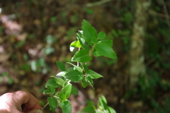 Phillyrea latifolia media