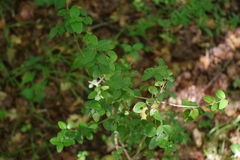 Phillyrea latifolia media