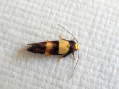 Eupselia anommata