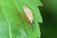 Dysdercus evanescens