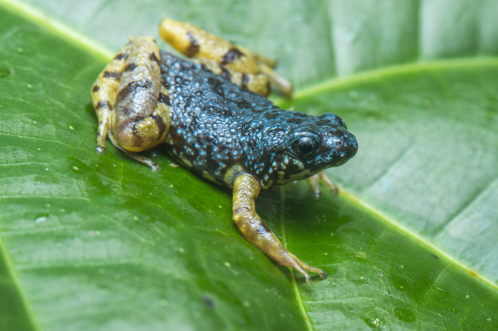 Saffron-Bellied Frog
