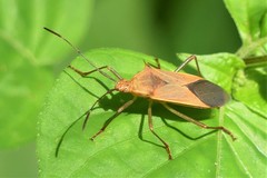 Plinachtus acicularis