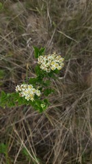 Microglossa mespilifolia