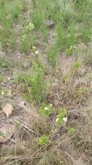 Microglossa mespilifolia