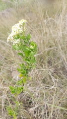 Microglossa mespilifolia